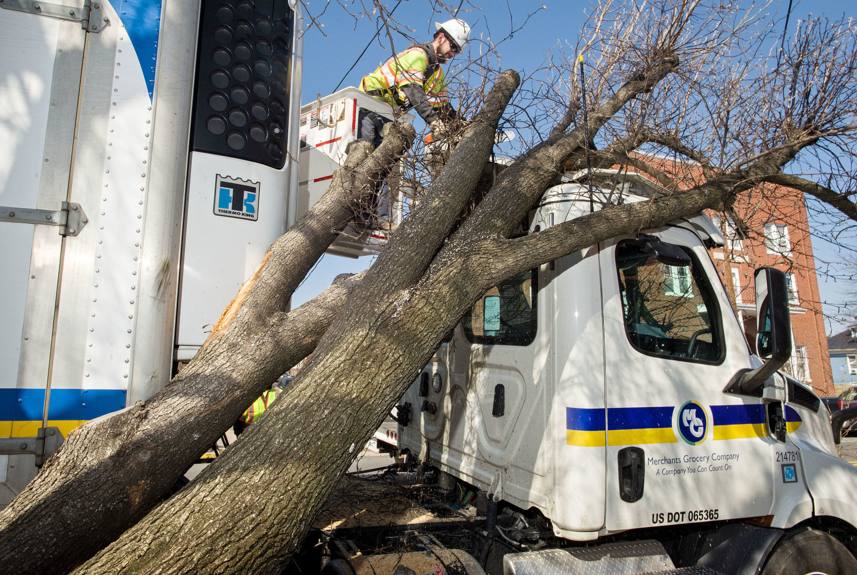 TREE_TRUCK1